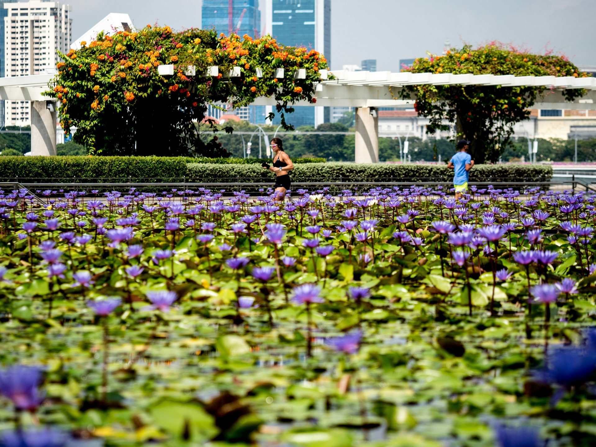 People jogging by a pond filled with purple water lilies